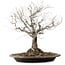 Zelkova serrata, 36 cm, ± 20 years old, with a nebari of 14 cm
