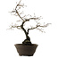 Diospyros kaki, 48 cm, ± 20 years old, with a nebari of 12 cm