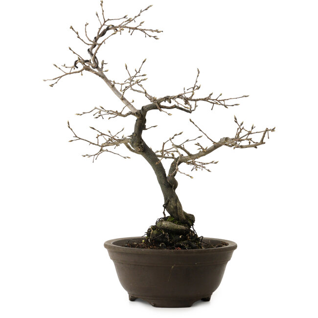 Diospyros kaki, 48 cm, ± 20 anni, con un nebari di 12 cm