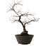 Diospyros kaki, 48 cm, ± 20 years old, with a nebari of 12 cm
