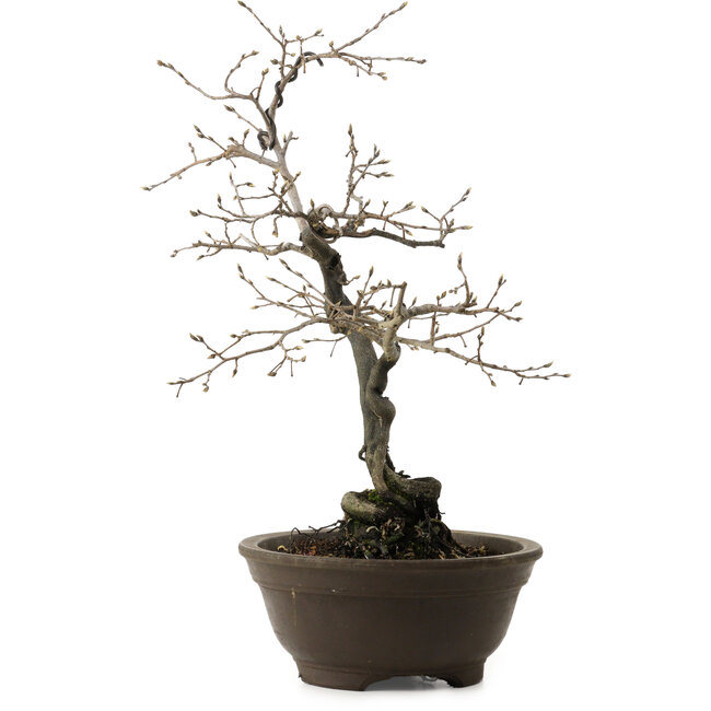Diospyros kaki, 48 cm, ± 20 jaar oud, met een nebari van 12 cm