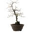 Diospyros kaki, 48 cm, ± 20 years old, with a nebari of 12 cm