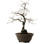 Diospyros kaki, 48 cm, ± 20 jaar oud, met een nebari van 12 cm