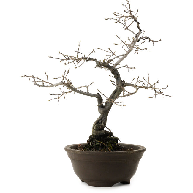 Diospyros kaki, 48 cm, ± 20 jaar oud, met een nebari van 12 cm