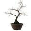 Diospyros kaki, 48 cm, ± 20 años de edad, con un nebari de 12 cm
