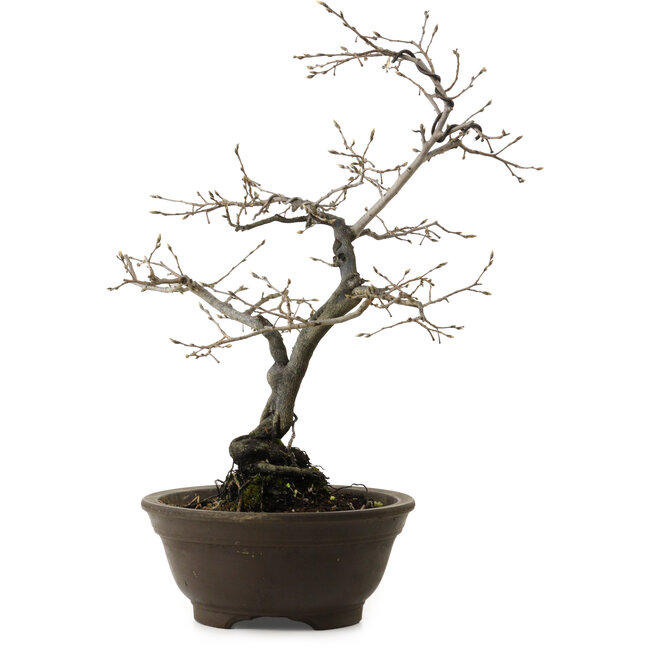 Diospyros kaki, 48 cm, ± 20 años de edad, con un nebari de 12 cm