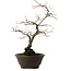 Diospyros kaki, 48 cm, ± 20 años de edad, con un nebari de 12 cm