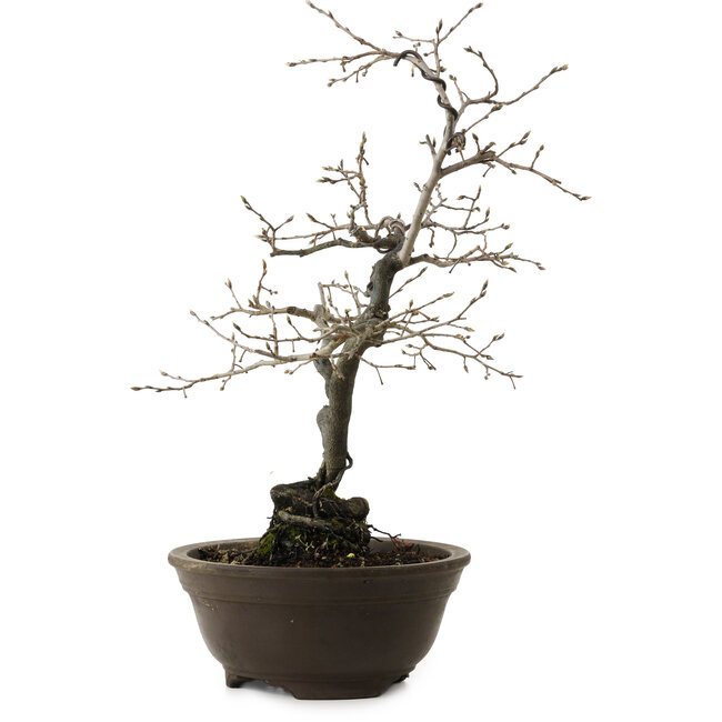 Diospyros kaki, 48 cm, ± 20 years old, with a nebari of 12 cm