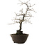 Diospyros kaki, 48 cm, ± 20 años de edad, con un nebari de 12 cm