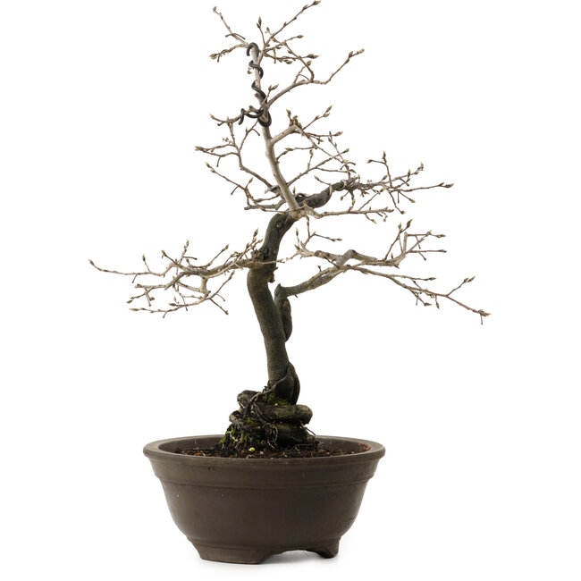 Diospyros kaki, 48 cm, ± 20 anni, con un nebari di 12 cm