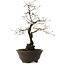 Diospyros kaki, 48 cm, ± 20 jaar oud, met een nebari van 12 cm