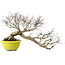 Euonymus alatus, 36 cm, ± 30 years old, with a nebari of 16 cm