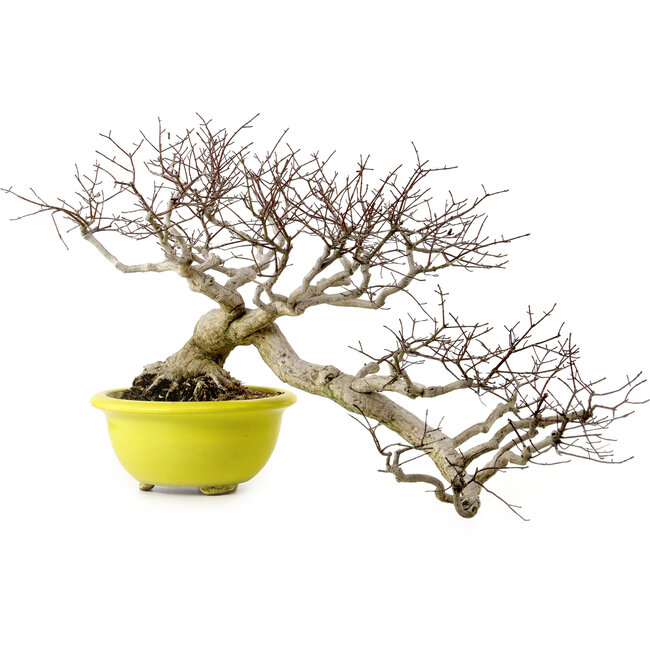 Euonymus alatus, 36 cm, ± 30 years old, with a nebari of 16 cm