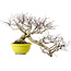 Euonymus alatus, 36 cm, ± 30 years old, with a nebari of 16 cm