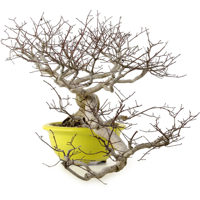 Euonymus alatus, 36 cm, ± 30 Jahre alt, mit einem Nebari von 16 cm
