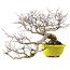 Euonymus alatus, 36 cm, ± 30 years old, with a nebari of 16 cm