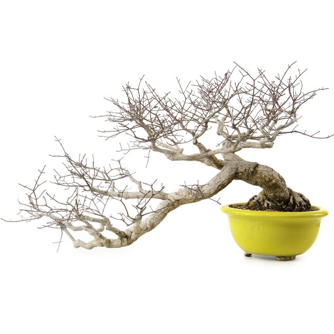 Euonymus alatus, 36 cm, ± 30 years old, with a nebari of 16 cm