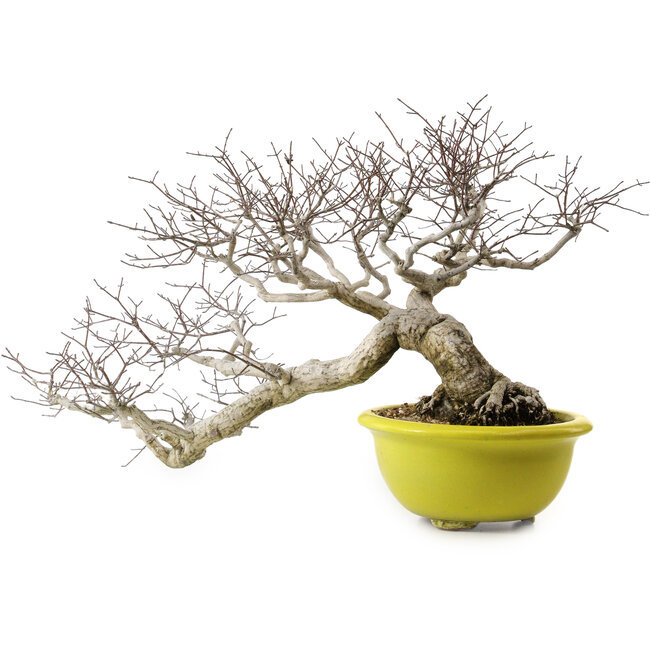 Euonymus alatus, 36 cm, ± 30 años de edad, con un nebari de 16 cm.