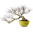Euonymus alatus, 36 cm, ± 30 years old, with a nebari of 16 cm