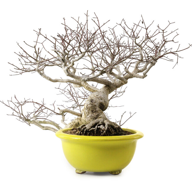Euonymus alatus, 36 cm, ± 30 jaar oud, met een nebari van 16 cm
