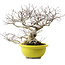 Euonymus alatus, 36 cm, ± 30 anni, con un nebari di 16 cm