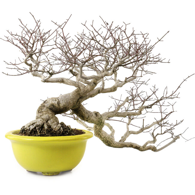 Euonymus alatus, 36 cm, ± 30 years old, with a nebari of 16 cm