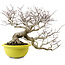 Euonymus alatus, 36 cm, ± 30 Jahre alt, mit einem Nebari von 16 cm