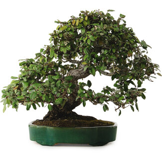 Elaeagnus Punguns, 51 cm, ± 25 anni