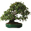 Elaeagnus Punguns, 51 cm, ± 25 years old, with a nebari of 27 cm