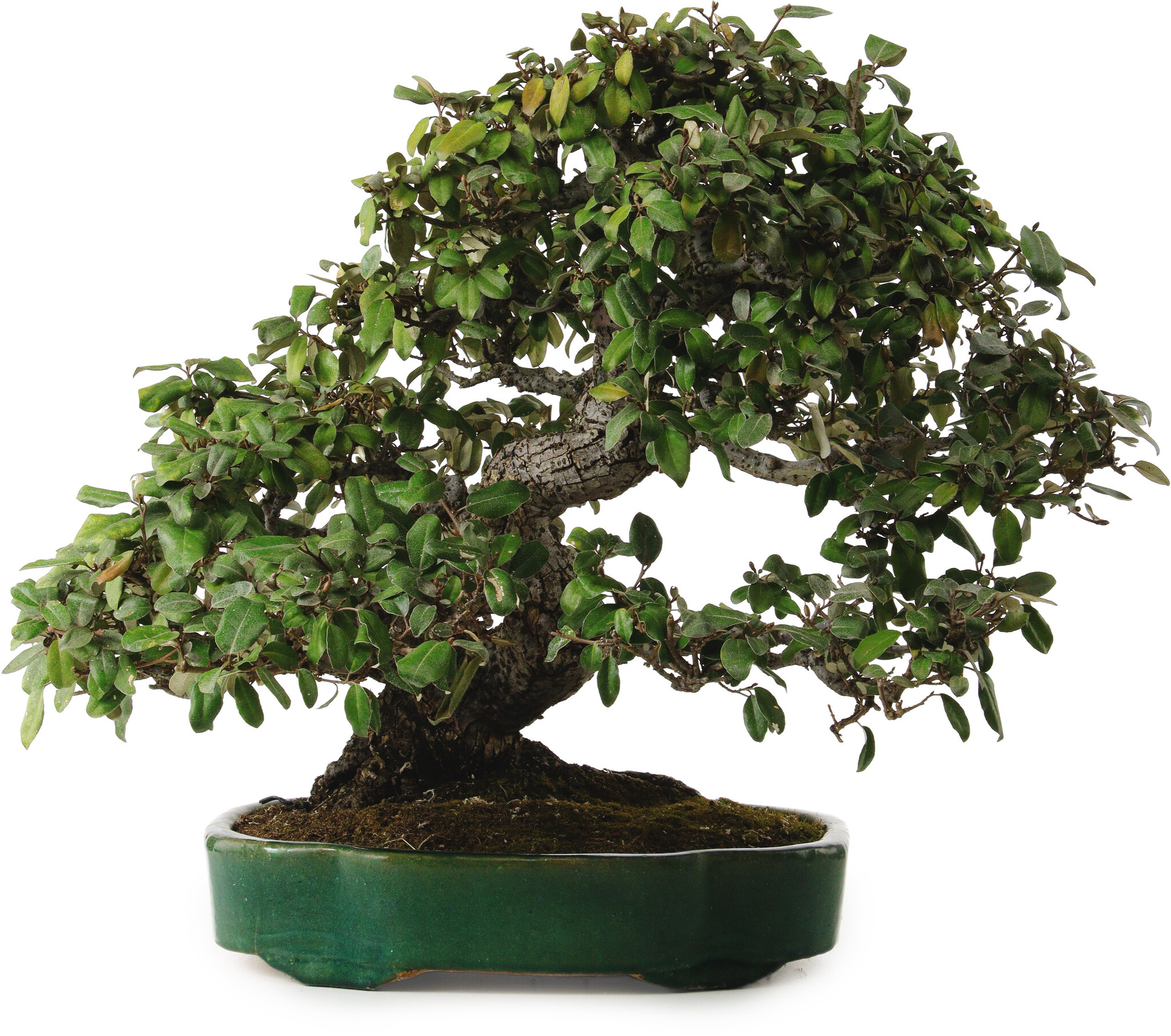 prezzo bonsai Bonsai Forest Combo deal! - 5-year-old indoor Bonsai main image 1