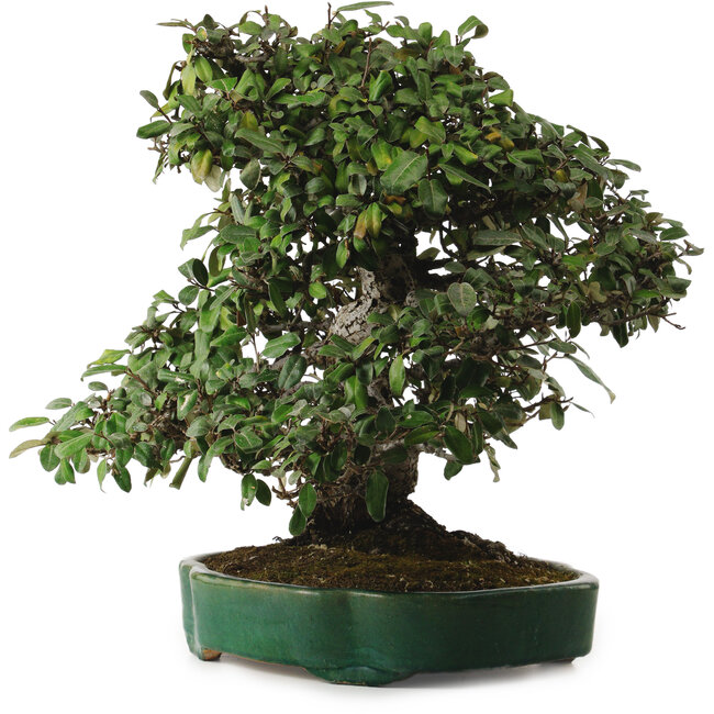 Elaeagnus Punguns, 51 cm, ± 25 ans, avec un nebari de 27 cm