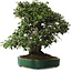 Elaeagnus Punguns, 51 cm, ± 25 years old, with a nebari of 27 cm