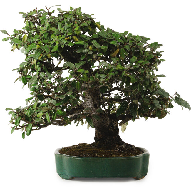 Elaeagnus Punguns, 51 cm, ± 25 jaar oud, met een nebari van 27 cm