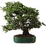 Elaeagnus Punguns, 51 cm, ± 25 years old, with a nebari of 27 cm