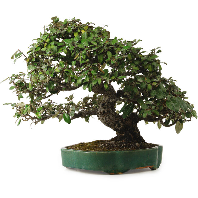 Elaeagnus Punguns, 51 cm, ± 25 years old, with a nebari of 27 cm