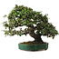 Elaeagnus Punguns, 51 cm, ± 25 anni, con un nebari di 27 cm