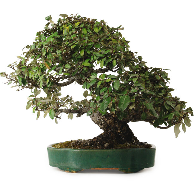 Elaeagnus Punguns, 51 cm, ± 25 ans, avec un nebari de 27 cm