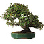 Elaeagnus Punguns, 51 cm, ± 25 years old, with a nebari of 27 cm