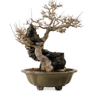 Acer buergerianum, 48 cm, ± 40 anni
