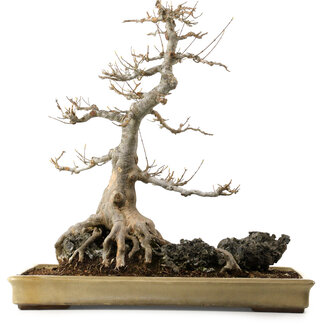 Acer buergerianum, 62 cm, ± 40 jaar oud