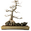 Acer buergerianum, 62 cm, ± 40 jaar oud, met een nebari van 45 cm