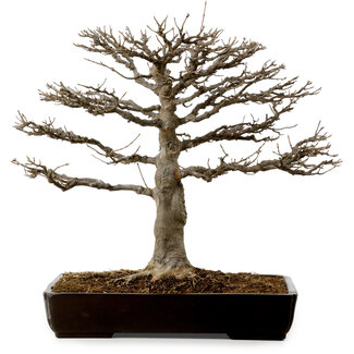 Acer buergerianum, 45 cm, ± 20 years old
