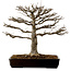 Acer buergerianum, 45 cm, ± 20 ans, avec un nebari de 20 cm