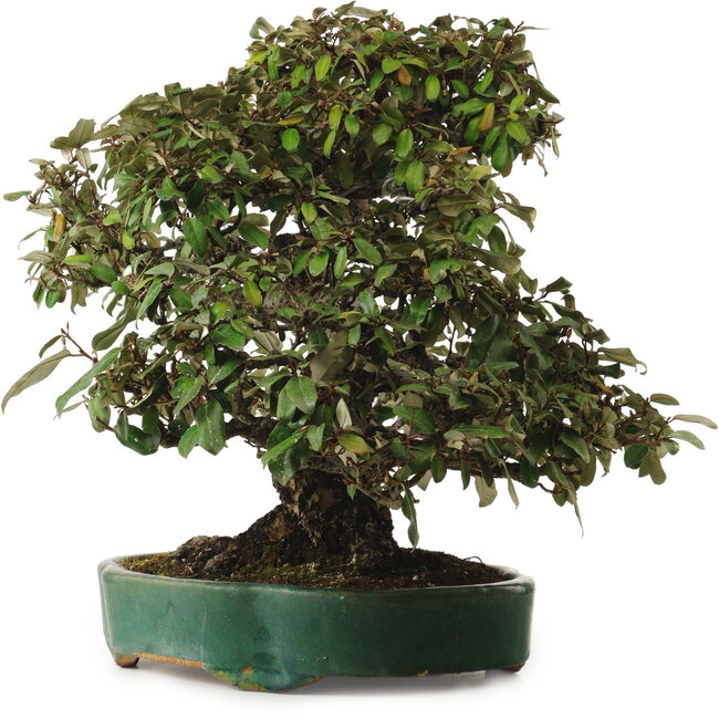 Elaeagnus Punguns, 51 cm, ± 25 anni, con un nebari di 27 cm