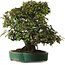 Elaeagnus Punguns, 51 cm, ± 25 jaar oud, met een nebari van 27 cm