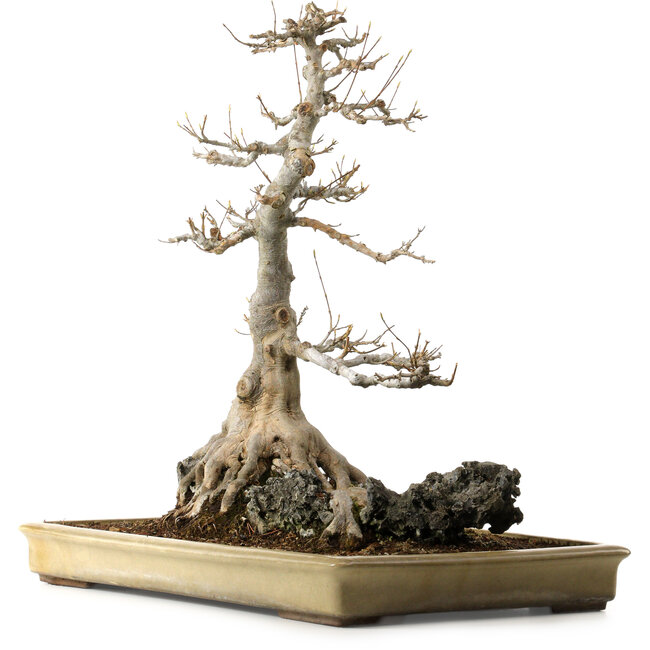 Acer buergerianum, 62 cm, ± 40 anni, con nebari di 45 cm