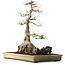 Acer buergerianum, 62 cm, ± 40 anni, con nebari di 45 cm