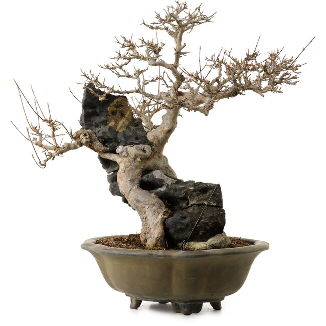 Acer buergerianum, 48 cm, ± 40 anni, con nebari di 10 cm