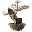 Acer buergerianum, 48 cm, ± 40 anni, con nebari di 10 cm