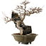 Acer buergerianum, 48 cm, ± 40 ans, avec un nebari de 10 cm